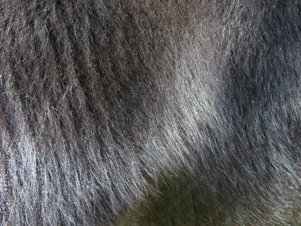 Naklejka premium black fur texture background