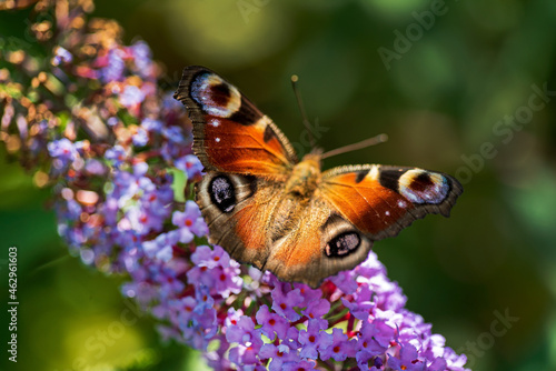 Summer butterfly feeding on lilac flowers inflorescence, feeding on yellow-orange buddleia antennae also known as lepidoptera. photo