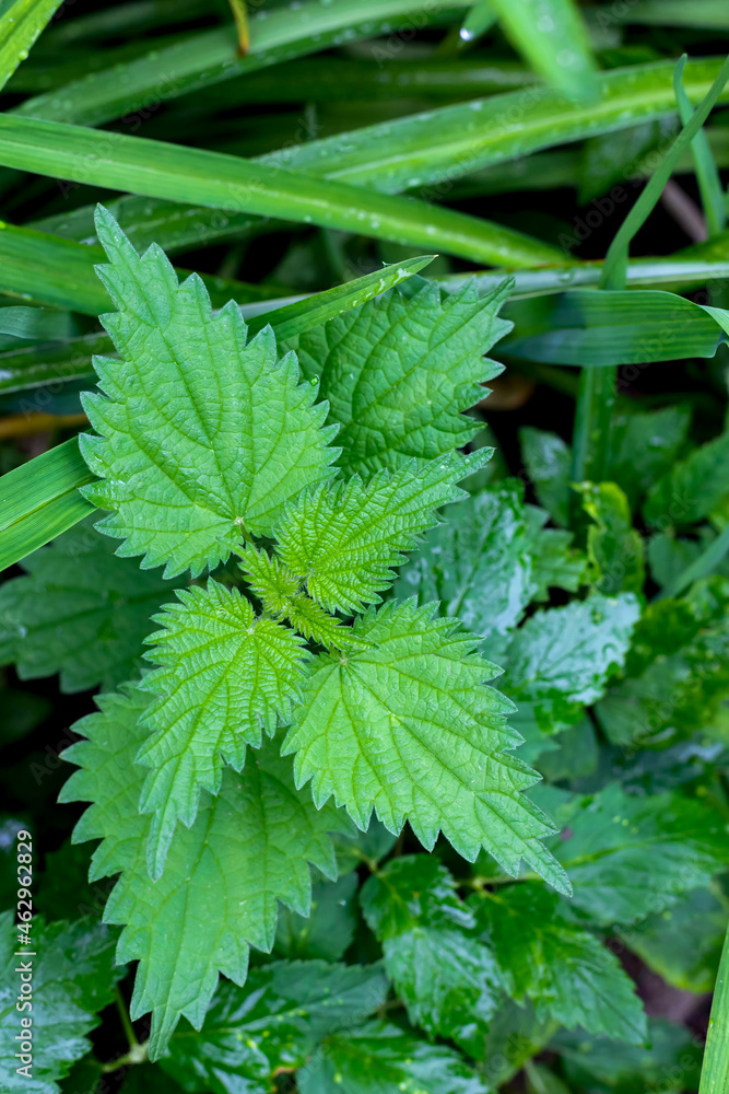 Young green wet nettles after the rain. Stinging nettle, a medicinal plant Young green wet nettles after the rain. Stinging nettle, a medicinal plant