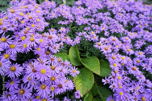 Lilafarbende Blumen im Garten in Herbstsaison photo