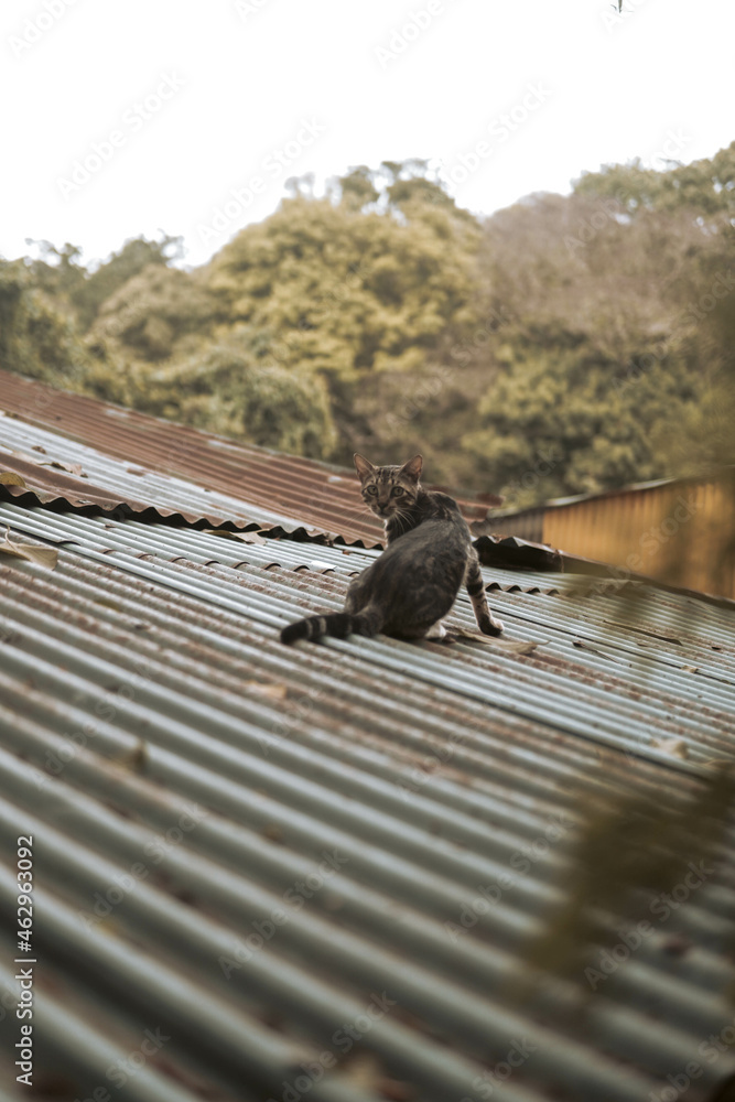 Obraz premium Gato en el tejado con naturaleza detrás.