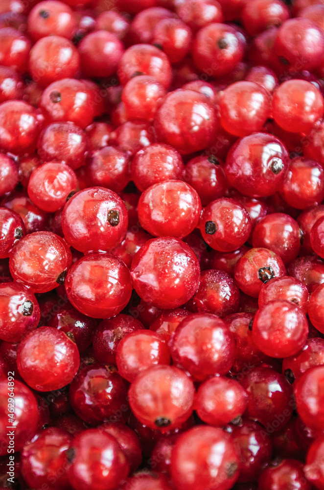 Mature red currant berries.