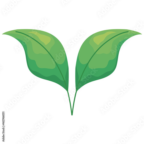 leafs plant nature