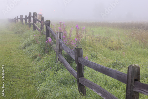 A Moody Atmosphere with Fog, Fireweed, Field and Fence