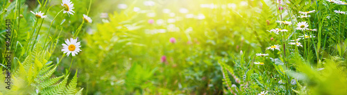 Fototapeta Naklejka Na Ścianę i Meble -  Summer landscape, banner - blooming plants in the summer meadow on a sunny day. Horizontal background with blurred copy space for text
