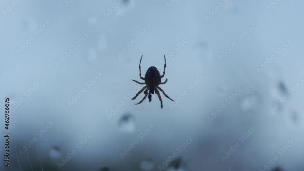 Upside down spider silhouette walking towards trapped prey in web against window Upside down spider silhouette walking towards trapped prey in web against window