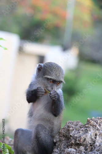 Beautiful view of a small cute monkey eating plants in Ukunda, Kenia photo