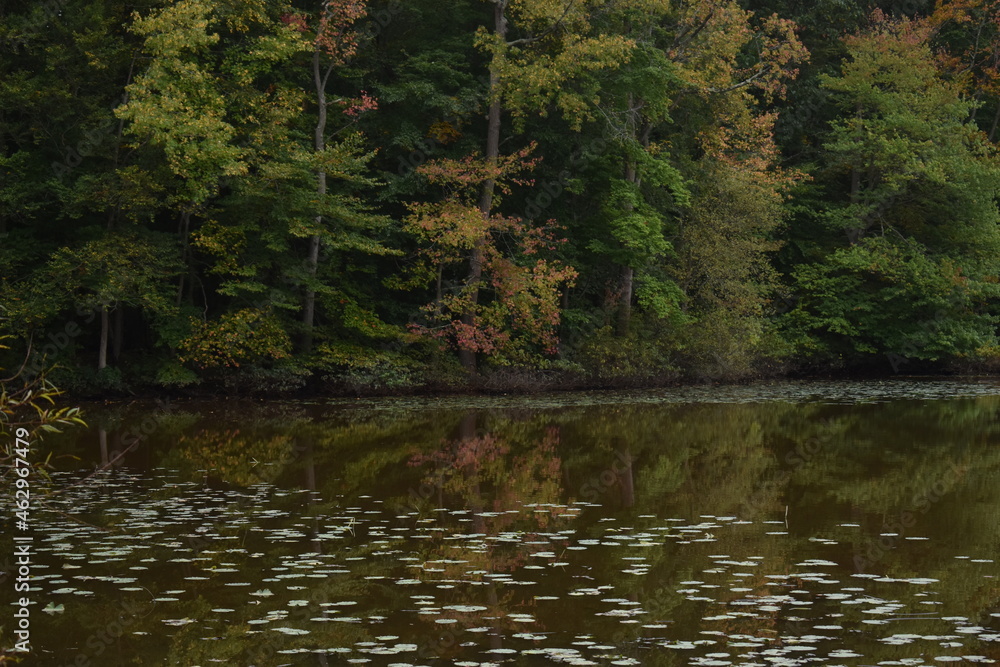 Fototapeta premium Autumn trees reflecting on the water