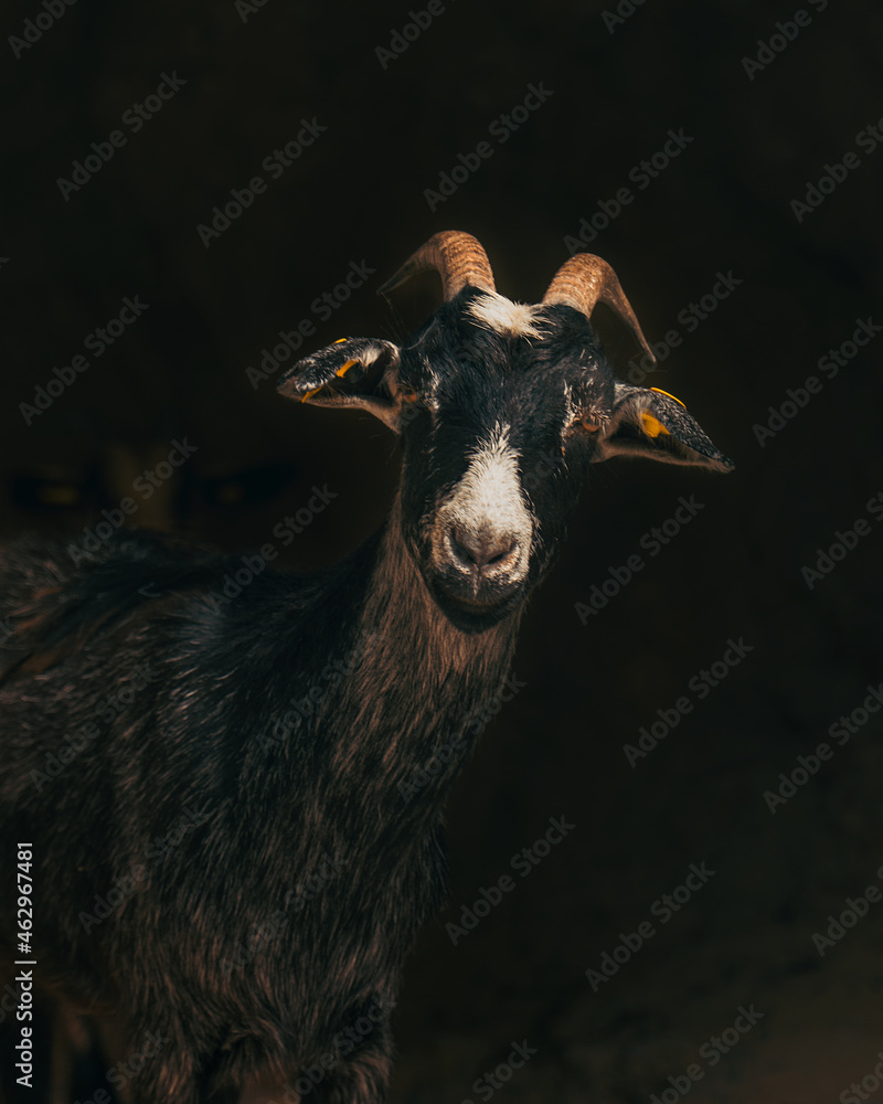 Cabra con cara negra y nariz blanca, cabeza de cabra que se asoma de entre la oscuridad, cabra mirando de frente fijamente, cabra con los cuernos para atrás , cabra con ojos amarillos en la oscuridad Cabra con cara negra y nariz blanca, cabeza de cabra que se asoma de entre la oscuridad, cabra mirando de frente fijamente, cabra con los cuernos para atrás , cabra con ojos amarillos en la oscuridad