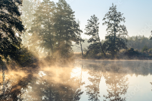Fototapeta Naklejka Na Ścianę i Meble -  Drzewa nad rzeką, światło we mgle, rzeka Czerniawka, Staw w Białej, gmina Zgierz