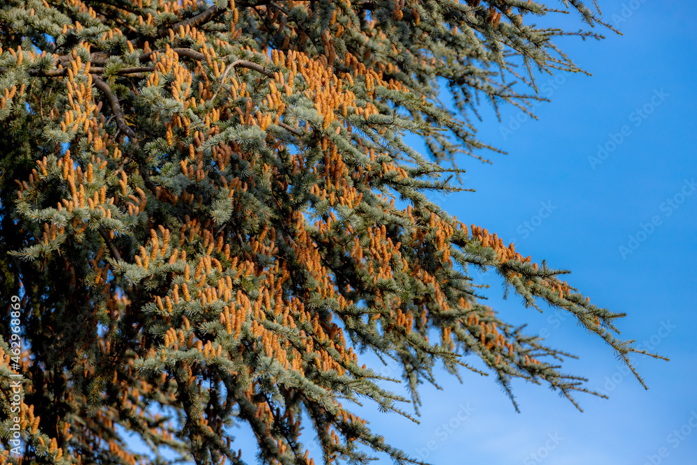 Selective focus of Cedrus deodara with ripe yellow fruit, A large