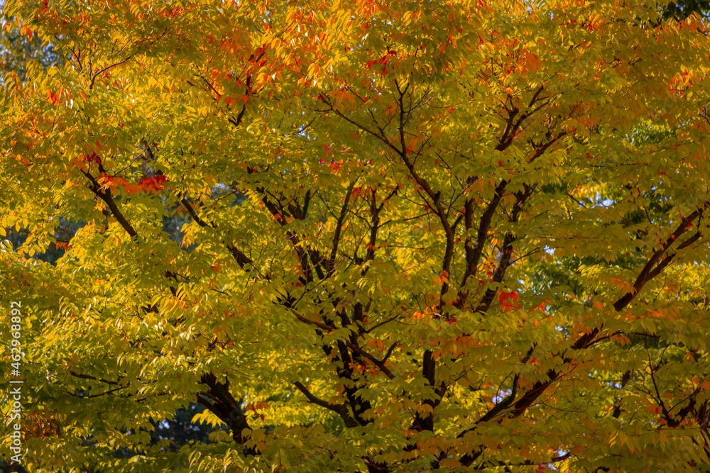 Selective focus of colourful leaves on the tree, Beautiful time of season with colour of the leaf is changing from green to yellow, orange and red, Nature pattern texture, Autumn background. Selective focus of colourful leaves on the tree, Beautiful time of season with colour of the leaf is changing from green to yellow, orange and red, Nature pattern texture, Autumn background.