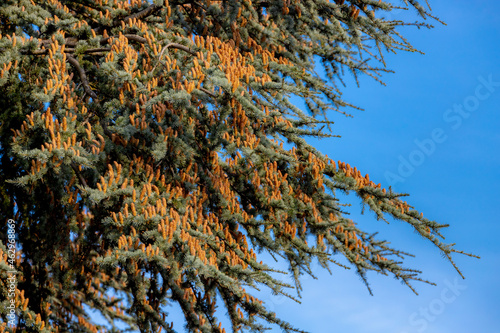 Selective focus of Cedrus deodara with ripe yellow fruit, A large evergreen coniferous tree with blue sky, Deodar cedar is a species of cedar native to the western Himalayas in Eastern Afghanistan. photo