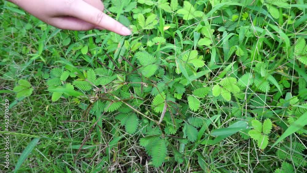 The blade of grass shrinks when we hold it with our hands. The blade of grass shrinks when we hold it with our hands.
