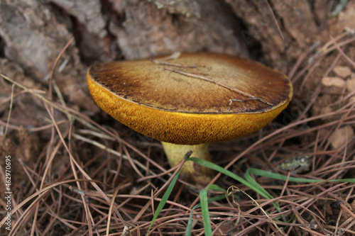 Closeup of a suillus bovinus growing in a forest in the daylight photo