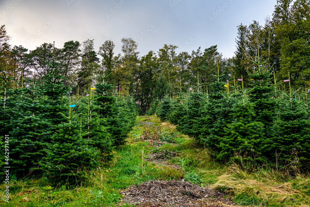 Weihnachtsbäume mit Markierung für den anstehenden Verkauf Weihnachtsbäume mit Markierung für den anstehenden Verkauf
