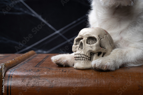 funny jack russell terrier with a skull. Festive dog for halloween.