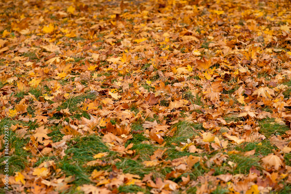 autumn leaves autumn leaves