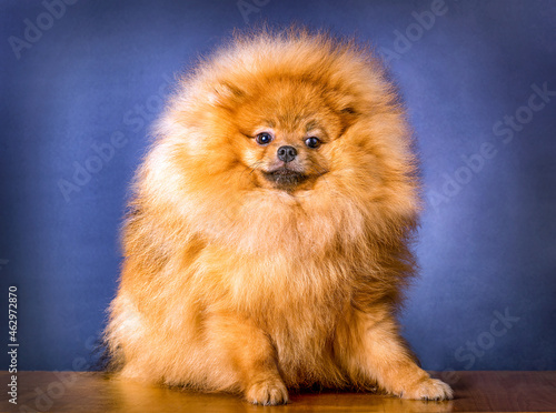 A lovely Pomeranian doggy on blue background. © Sergei