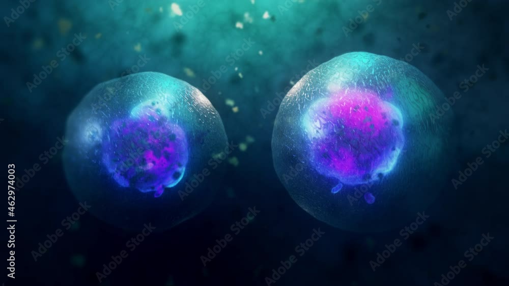 3D Animation of Cell division under a microscope. Cloning Cells. Cell mitosis concept. 3D Animation of Cell division under a microscope. Cloning Cells. Cell mitosis concept.