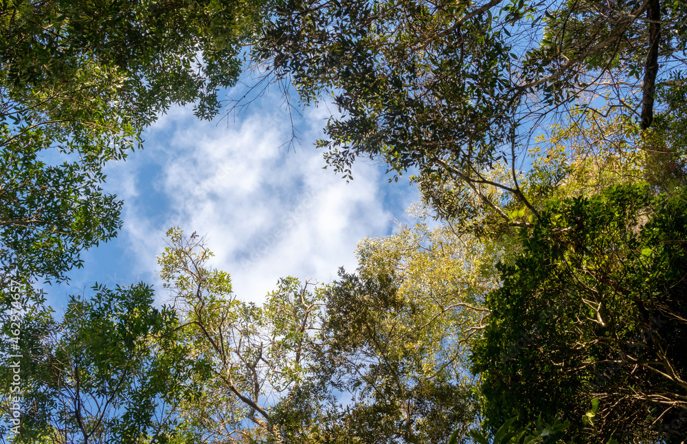 Canopy of Atlantic Forest trees, with blue sky and clouds, Itaipava, Rio de Janeiro, Brazil Canopy of Atlantic Forest trees, with blue sky and clouds, Itaipava, Rio de Janeiro, Brazil