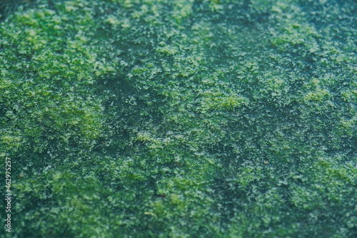 Tokyo Japan - October 15  2021  Pond surface completely covered with algae 