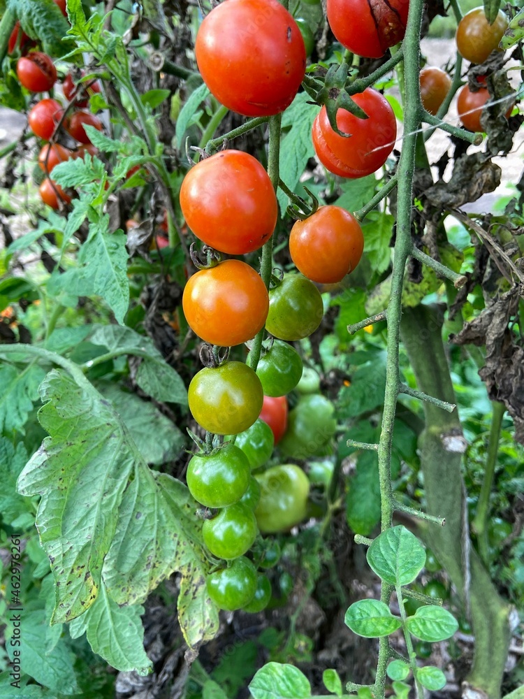 Colorful tomatoes in the garden