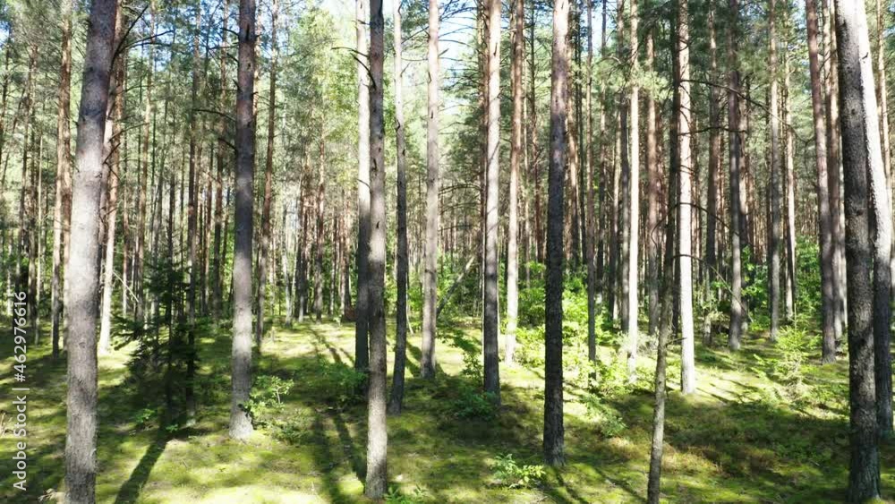 Drone flying in a autumn pine tree forest. Slow flight in forest on fall season.
Drone flying in a autumn pine tree forest. Slow flight in forest on fall season.