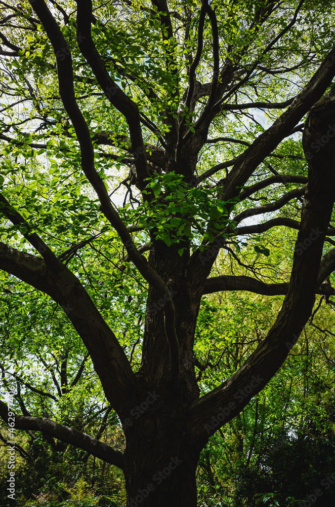 Obraz premium tree in the park