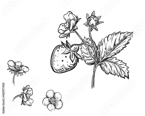 Hand drawn sketch black and white of strawberry, leaf, berry plant, flowers. Vector illustration. Elements in graphic style label, card, sticker, menu, package. Engraved style illustration.