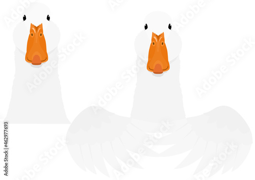 white domestic duck head and upper body bundle