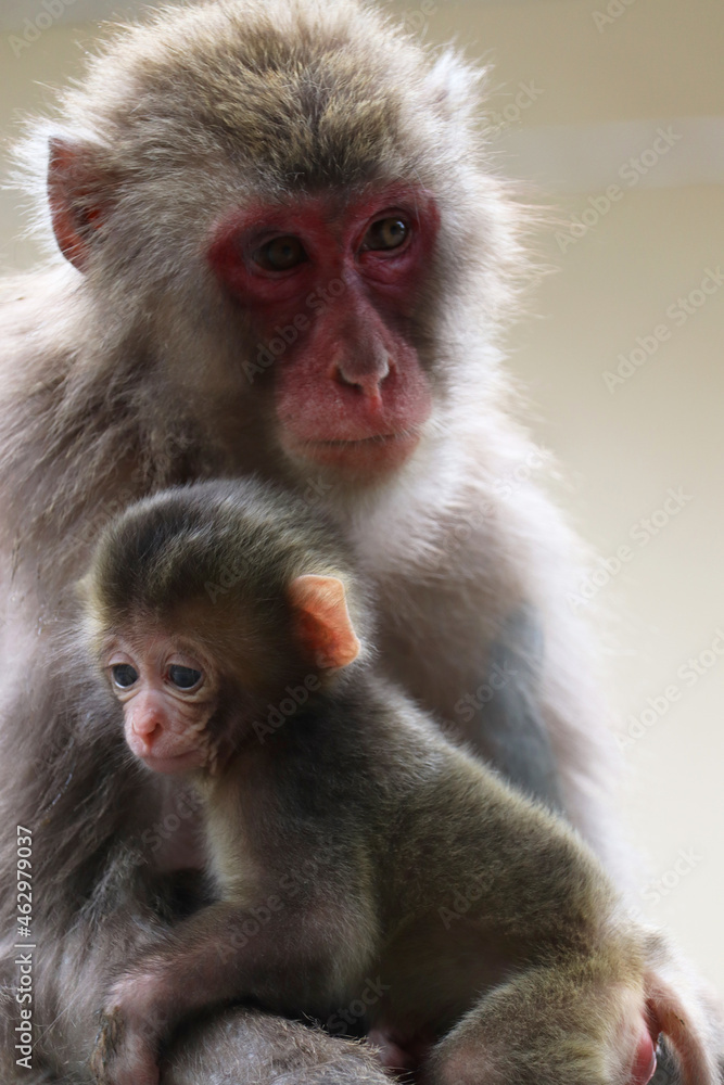 Fototapeta premium 猿の親子