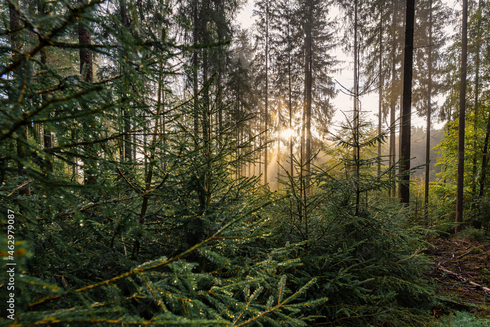 Sunbeams are coming through the foggy morning in the autumnal morning, beautiful nature in the misty fall season. Sunbeams are coming through the foggy morning in the autumnal morning, beautiful nature in the misty fall season.