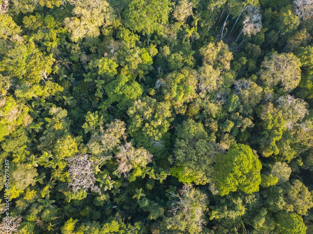 Naklejka premium arboles selva aérea peru 