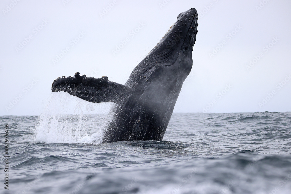 Obraz premium Long Shot of a Humpback Whale Jumping in the water at Ecuador