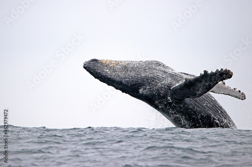 Long Shot of a Humpback  Whale Jumping in the water at Ecuador