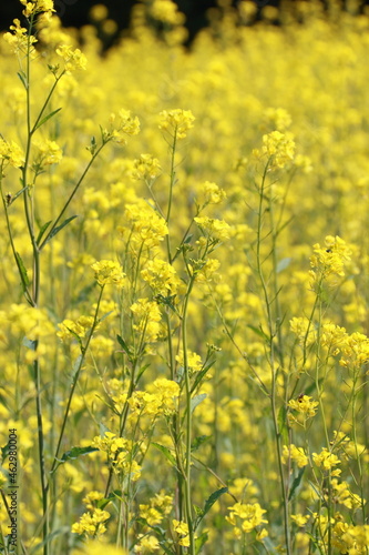 千葉県にある一面黄色い菜の花の畑