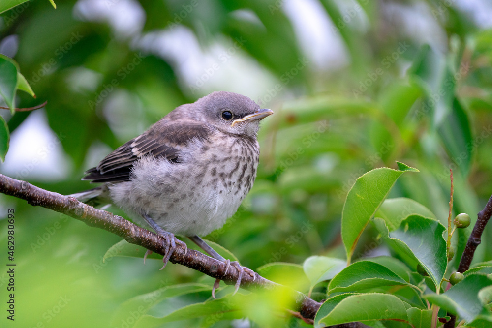 Fototapeta premium bird on a branch