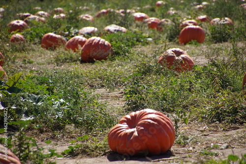 Pumpkin Season on the Pumpkin Patch 