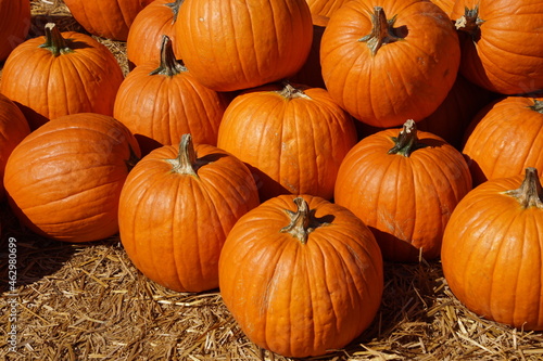 Pumpkin Season on the Pumpkin Patch 