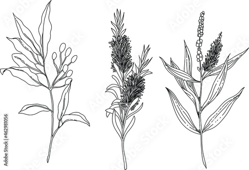Black and white hand drawn set of a plant element. Litsea Cubea vector. Melaleuca Aternifolia vector. Melaleuca Leucadendron vector.