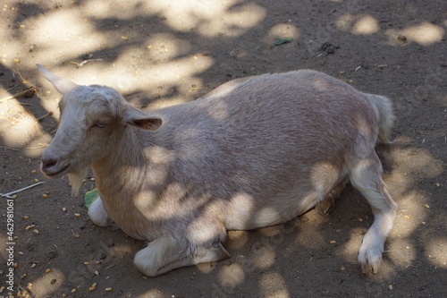 Sleeping Goat on the Farm 