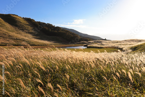 奈良県曽爾高原のススキ
