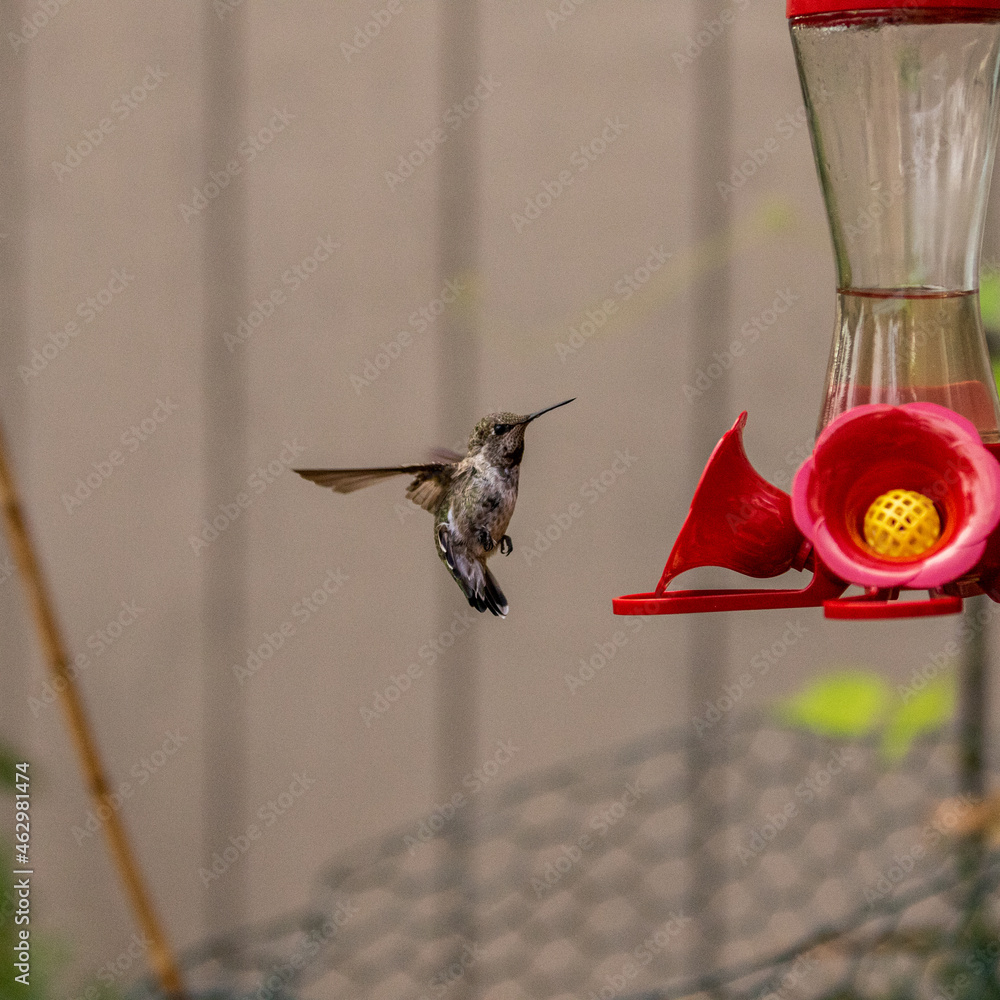 Fototapeta premium Hummingbird(s) enjoying the safe space to rest and check out the fresh food source.Beautiful, cautious birds. See photos in series. 