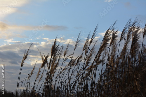 Fototapeta Naklejka Na Ścianę i Meble -  Grass in the wind