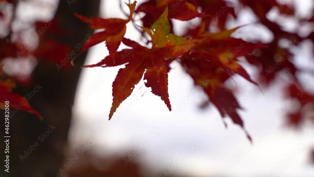 red maple leaves red maple leaves