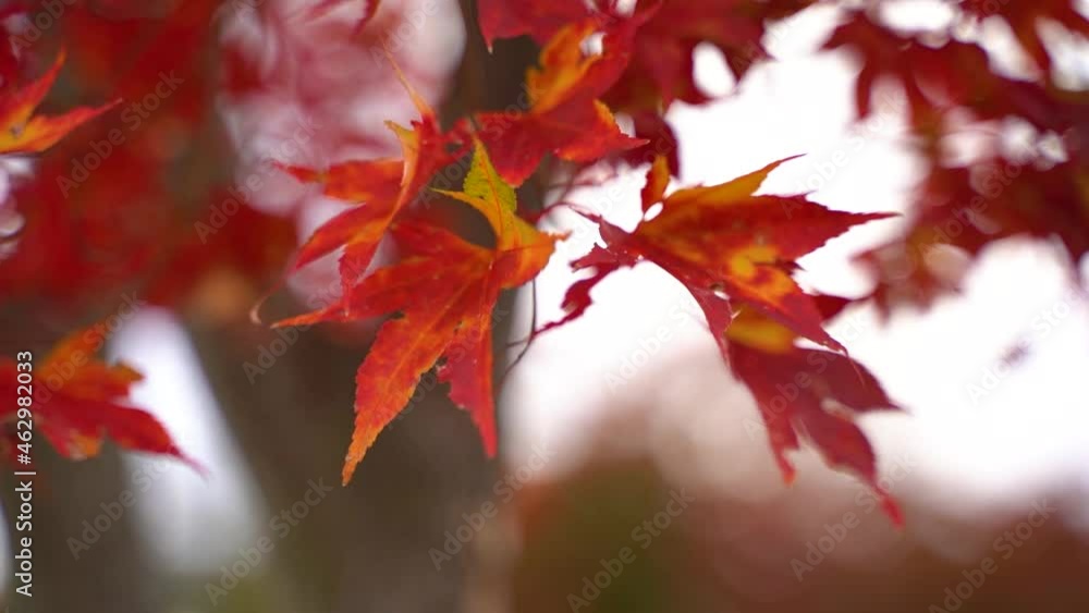 red maple leaves red maple leaves