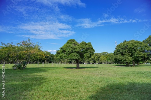 公園の芝生広場でみた存在感のある木＠大阪