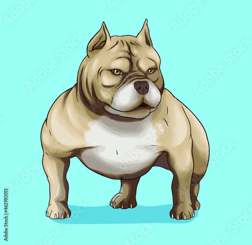dog american bully pitbull