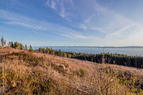 clear cut forest on the coast